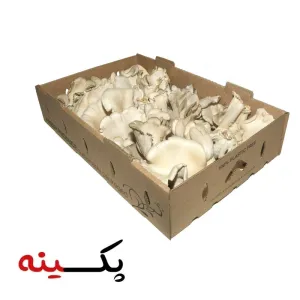 کارتن قارچ